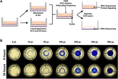 Liquid application dosing alters the physiology of air-liquid interface (ALI) primary human bronchial epithelial cell/lung fibroblast co-cultures and in vitro testing relevant endpoints